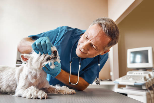 Best After-Hours Emergency Dentist in Indian Hills, TX